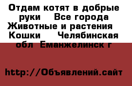 Отдам котят в добрые руки. - Все города Животные и растения » Кошки   . Челябинская обл.,Еманжелинск г.